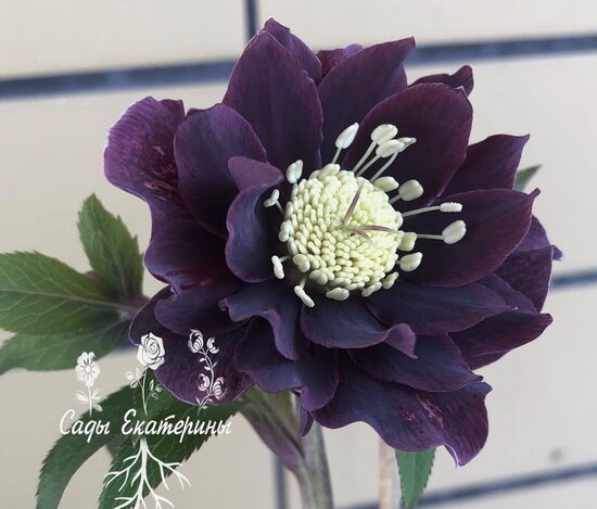  №14 'Double Black'